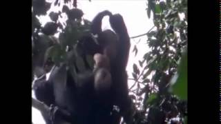 Pointing and pantomime in wild apes Female bonobos use referential and iconic gestures [upl. by Saxena844]