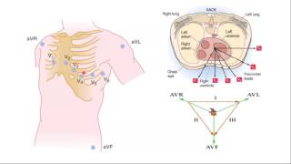 Medicina Interna  Electrocardiograma [upl. by Steffin729]