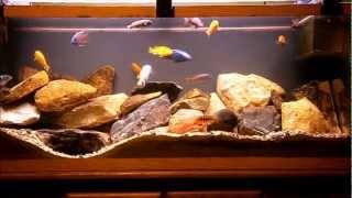 55g Lake Malawi Cichlid Tank [upl. by Nirraj]