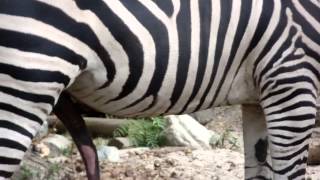 Shake it off Zebra Medellin Colombia Urban Jungle Book [upl. by Olney]