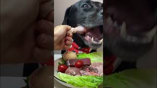 Dog ASMR EAT [upl. by Ameen]