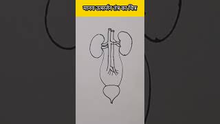 उत्सर्जन तंत्र का चित्र [upl. by Cimah]