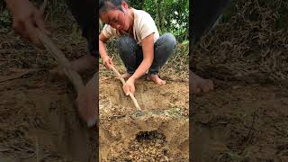 How to dig a fire pit bushcraft shorts outdoors [upl. by Ladnik]