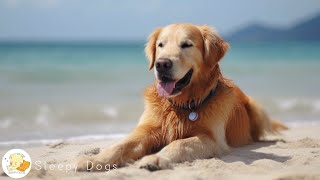 Dog Music  Relaxing Sounds for Dogs with Anxiety Helped 4 Million Dogs Worldwide [upl. by Aletse]