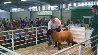 National Suffolk Sale held at Shrewesbury Livestock Mart July 23rd and 24th 2010 [upl. by Atineb532]