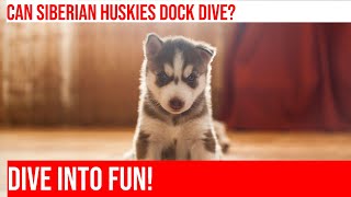 Dock Diving with Siberian Huskies  Training Tips amp Tricks [upl. by Wesley]