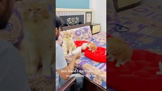 Billu amazing😜😜catcomedy billicomedy viralcat cat catshorts sajidcat catvideo [upl. by Haliak]