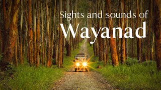 Wayanad A Tourists Delight  Kerala Tourism  DreamDestinations [upl. by Gabor]