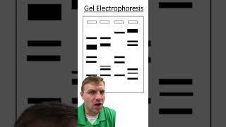 Gel Electrophoresis [upl. by Odlonra]