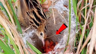 Cisticola bird feeding little sized insects to little sized babies BirdPlusAnimals [upl. by Elletse]