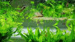 Low Tech Planted Aquarium amp Epiplatys annulatus feeding [upl. by Kellina810]