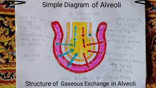 How to draw gaseous exchange in alveoli Simple diagram of alveoli step by step alveoli diagram [upl. by Undis]