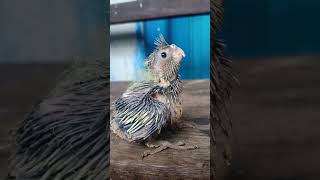 Hello 🌎 its Day 15  Cockatiel Hatchlings shorts ytshorts handfeedingchicks [upl. by Hannis]