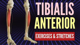 BEST Tibialis Anterior Corrective Exercises [upl. by Balliol249]