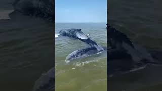 Bultrug aangespoeld op zandplaat in Waddenzee [upl. by Hareenum]