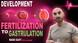 Introduction to Embryology  Fertilisation to Gastrulation Easy to Understand [upl. by Luelle]