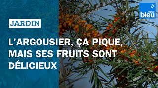 Largousier ça pique mais ses fruits sont délicieux [upl. by Anomas]