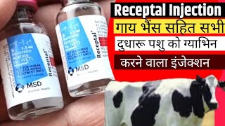 Receptal Injection  गाय भैंस सहित सभी दुधारू पशु को ग्याभिन करने वाला इंजेक्शन  Manjhi Veterinary [upl. by Honora]