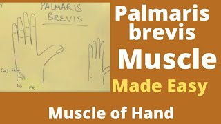 Palmaris brevis  panniculus carnosus subcutaneous muscle of hand  Gripping muscle of hand [upl. by Massie]