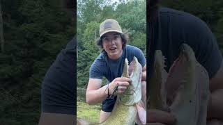 BIG Muskie on light line musky fishing muskie muskyfishing muskiefishing [upl. by Woodward567]