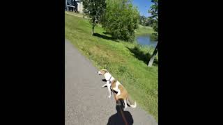 Walking around Legacy Pond in Calgary AB Canada [upl. by Geddes]