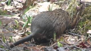 Muskrats [upl. by Hubey]