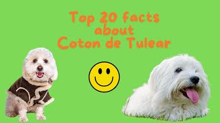 20 Fun and Fascinating Facts About the Coton de Tulear [upl. by Juno]