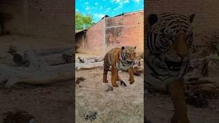 Ladka Sher ban gaya 🐅😱🥹😭 viral trending 🔥🔥 shorts video [upl. by Einittirb465]