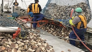 This is How Fisherman Catch Hundreds Tons Scallops  Amazing Catching amp Processing Scallops on Sea [upl. by Gord]