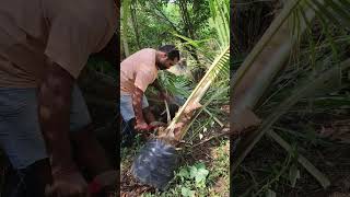 Crossing Coconut Trees  Coconut Plants In Telugu  Kobbari Mokkalu  Ashok Chakra Nursery [upl. by Ernesto]