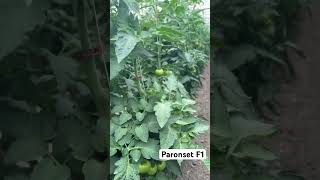 High early yield tomato Paronset F1 from Syngenta greenhouse tomato domates помидор [upl. by Mccandless]