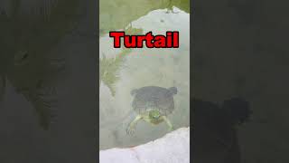 Turtail highlights best [upl. by Nagar535]