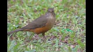 Biosfera  Observação de aves em São Paulo Parte 1 [upl. by Rosenblum405]