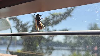 Giant Hornets have arrived in New Jersey hornet [upl. by Magas]