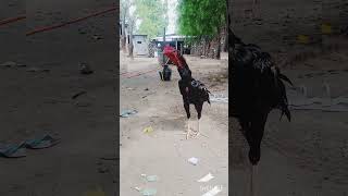 Yenga seval 🐓🐓🐓✨✨✨like and subscribe  lovisha kuttima [upl. by Iliam637]