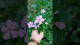 Beautiful vinca flower  Sadabahar [upl. by Mosera692]