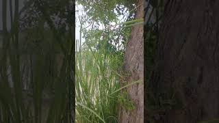 Bird Perched on Tree in Beautiful Nature  nature trend shortvideo shortsviral shorts [upl. by Ailenroc564]