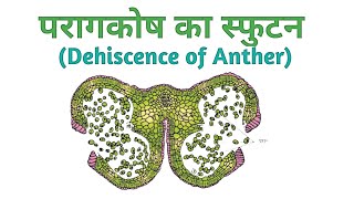 पराग कोष का स्फुटन Dehiscence of Anther ch1 Class 12 Hindi Medium [upl. by Butte]