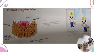 funciones de las organelas celulares y comparación de una fabrica de producción [upl. by Ardin]