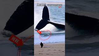 GIANT WHALE TAIL APPEARS WHILE RECORDING SURFERSshort [upl. by Mamoun]