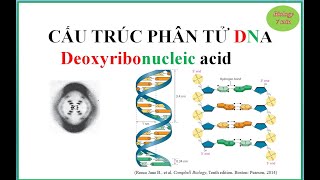 DNA structure solve problems Made with Clipchamp [upl. by Fabio]