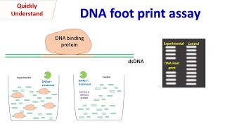 DNA foot print assay [upl. by Esirec]