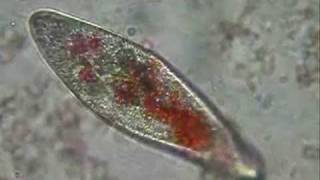 Paramecium eating pigmented yeast [upl. by Chanda]