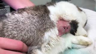 How to Drain and Clean an Abscess in a Rabbit [upl. by Aicsile512]