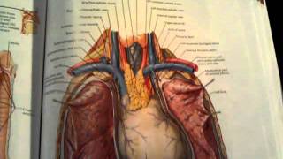 102 Lymph organs  thymus and spleen [upl. by Aliet]