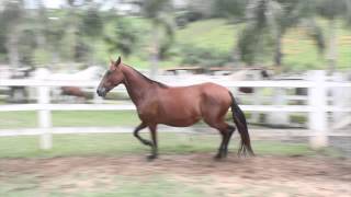 Haras San Genaro Dona Terras de Kubera [upl. by Christabelle916]