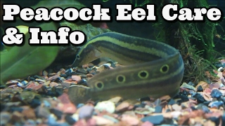 Peacock Eel  Spiny Eel Care Information and Advice  Macrognathus Siamensis [upl. by Hiett]