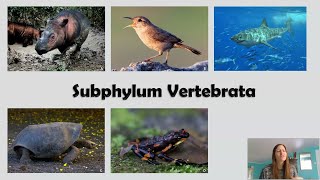 Introduction to the Subphylum Vertebrata  Dr Vandana V Bhavare Department of Zoology [upl. by Culliton]