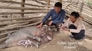 7 herds of wild boar born in the mountains  Full video compilation  Robert  Green forest life [upl. by Naillik]