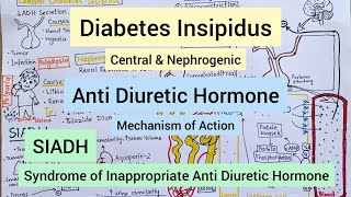 Antidiuretic Hormone MOA and its role in Diabetes Insipidus amp SIADH [upl. by Wie]